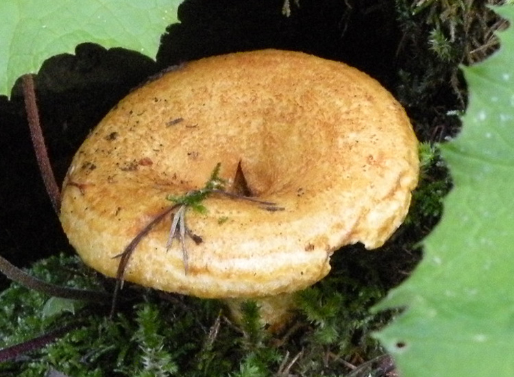 Ipotesi 2.... Lactarius scrobiculatus?